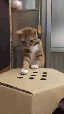 A kitten stepping gingerly onto a cardboard box